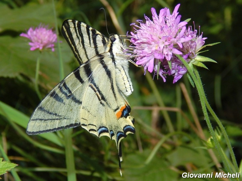 Iphiclides podalirius